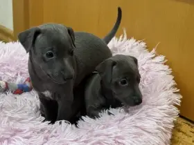 Štěňátka italského chrtíka