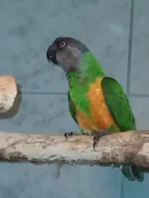 Papouška senegalského