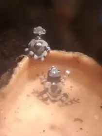 Trachycephalus resinifictrix