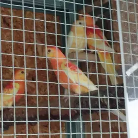 Papoušek zpěvavý, Korely, Andulky