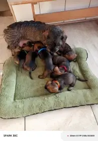 Zadám štěňata typu jezevčík drsnosrstý standard