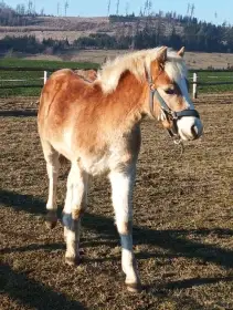 Prodám hřebečka Haflinga