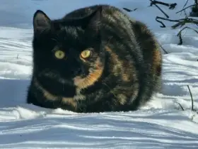 Darujeme venkovní koťátka