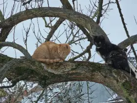 1. kocourek a 1. kočička