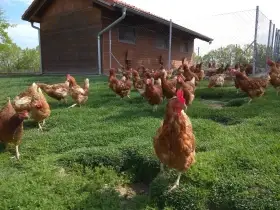 Slepičky isa brown red