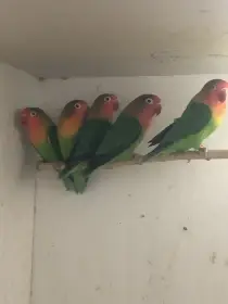 Prodám Agapornis Fischeri