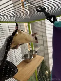 Sameček vakoveverky s klecí