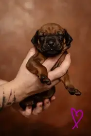 Zadám štěňátka s PP