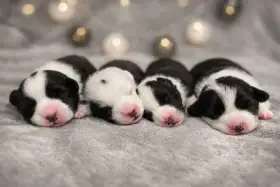 Welsh corgi cardigan s PP