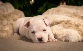 Americký stafordšírský teriér s PP