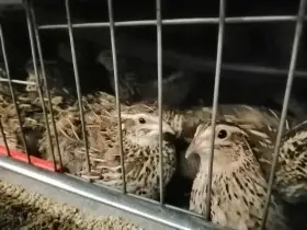 Křepelky japonské nosné