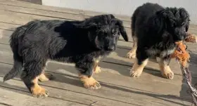 Nabídka štěňátek Hovawarta s PP