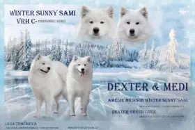 Štěňata plemene Samojed s PP