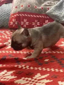 Štěně fenky francouzského buldočka S PP