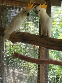 Kakadu žlutolící sumbský - zaručeně chovný pár,