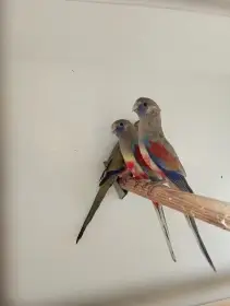 Papoušek rudobřičhý