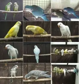 Mníšek šedý koupím