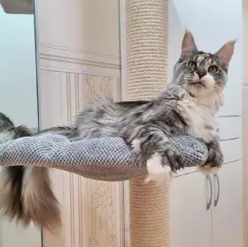 Vivien -Mainská mývalí kočka s PP