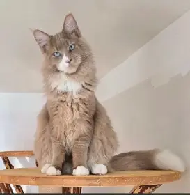 Sunny - Mainská mývalí kočka s PP