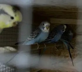 Prodám mladé andulky na ochočení i do chovu