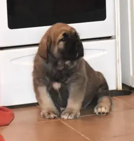 Štěňátka k odběru od 20.ledna 2026