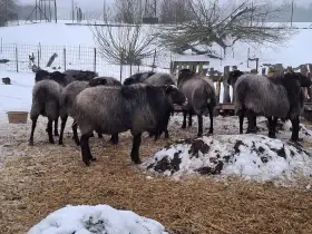 Výprodej Romanovských beranů