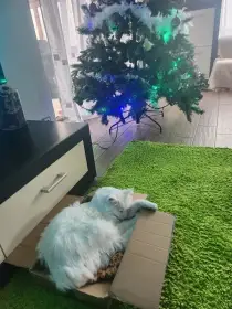 Miluje jakékoliv kartony, krabice.