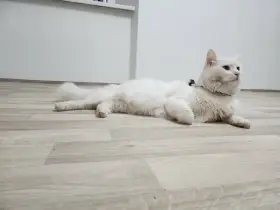 Je velice zvědavý.