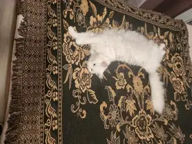 Nejraději spí v posteli.