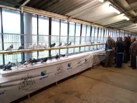 Trh holubů Libčice nad Vltavou, 7.2.2026