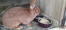 Novozelandský červený