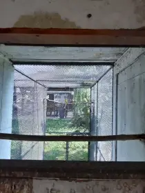 Papoušek Alexandřin