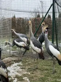 Jeřáby královské