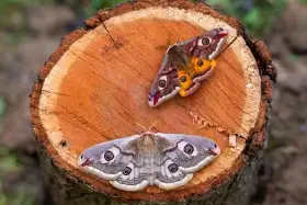 Martináče podobný - kokony