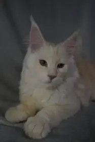 Nabízíme k prodeji mainské mývalí kotě z PP