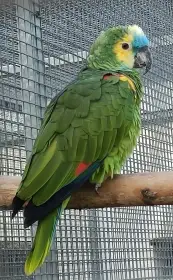 0,1 Amazoňan modročelý