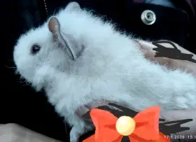 Sameček morče US teddy