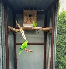 Papoušek nádherný