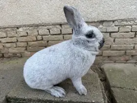 Samice Velký světlý střibřitý