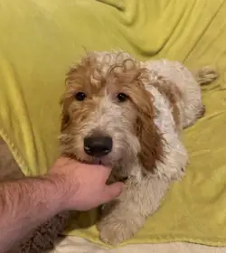Daruji štěňata - Goldendoodle