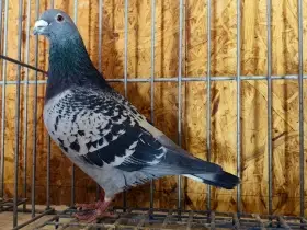 Konstatování plus top PH