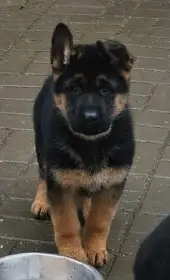 Německý ovčák štěňata