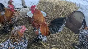 Kohout pl. rousná zakrslá porcelánová