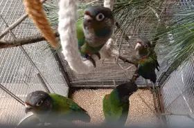 Ručně dokrmená mláďata