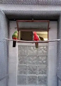 Papoušek královský št.žlutou