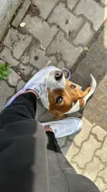 Pejsek do dobrých rukou