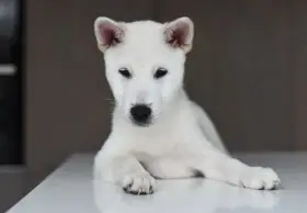 Kishu Inu štěně s PP FCI k odběru