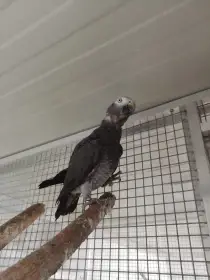 Žako liberijský samec