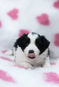 Border Kolie s průkazem původu - fenečky a pejsek