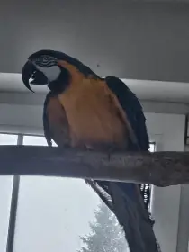 Chovný pár arararuna, prodej.